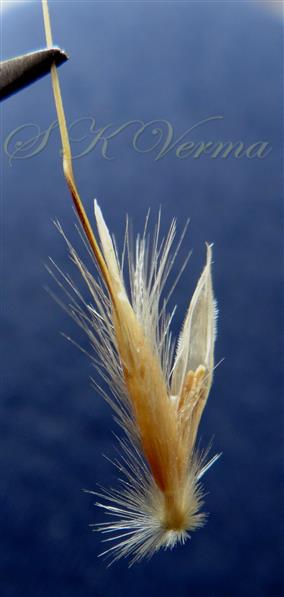  Floret with hispid floret callus  and lemma